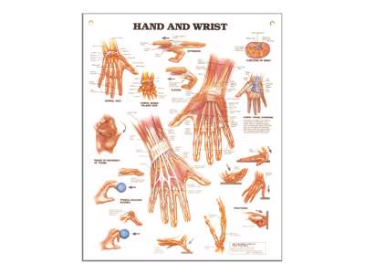 Hand and Wrist Wall Chart