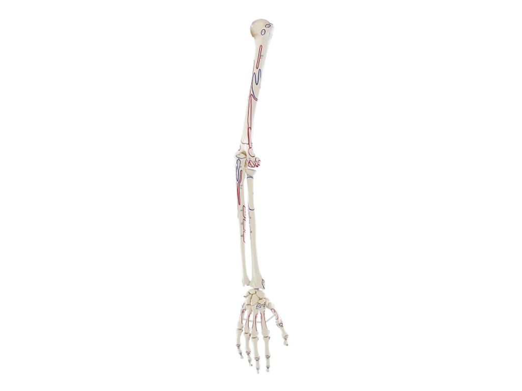Skelet af arm med markerede muskler - Anatomisk model 