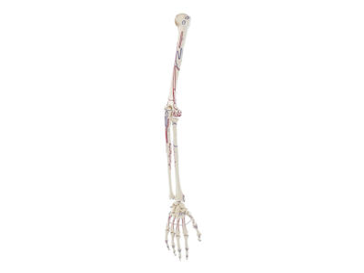Skelet af arm med markerede muskler - Anatomisk model 