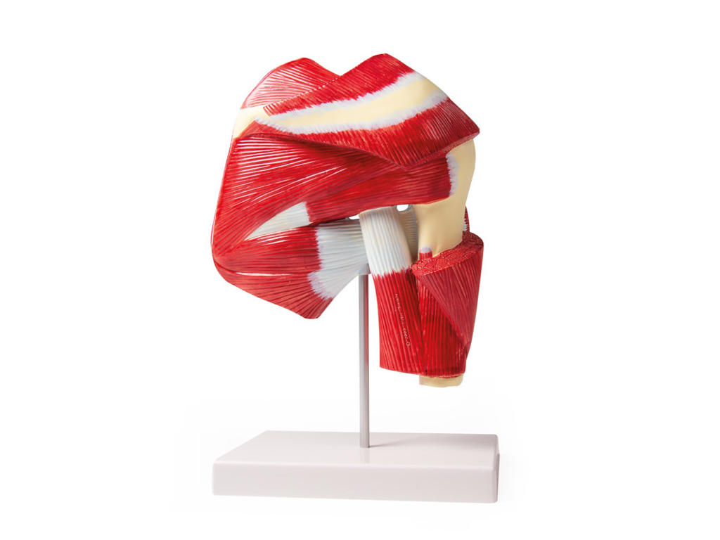 Anatomisk model af skulder med dyb muskulatur