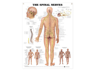 Spinal Nerves Wall Chart