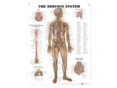Nervous System Wall Chart