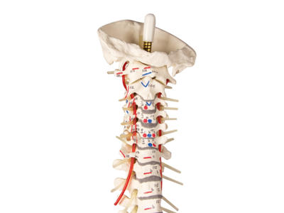 Rygsøjle med bækken og muskelmarkeringer - Anatomisk model