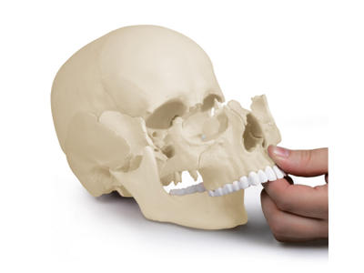 Osteopatisk kraniemodel, 22 dele - Anatomisk model