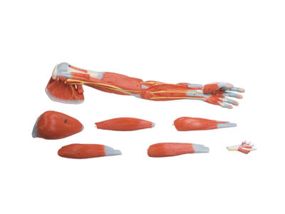Arm-muskler, 7 dele - Anatomisk model
