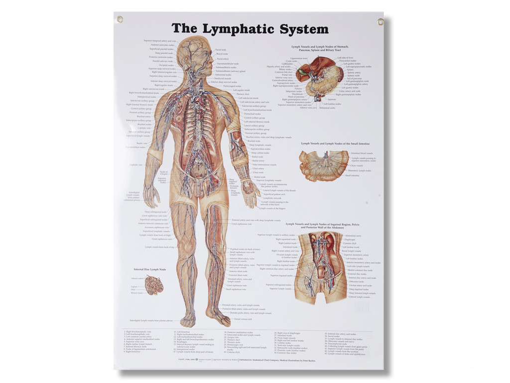 Lymphatic System Wall Chart