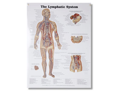 Lymphatic System Wall Chart