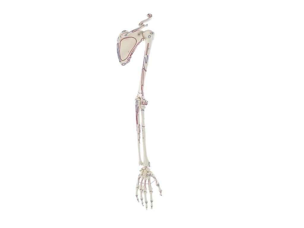 Anatomisk Model: Skelet af Arm med Skulderbælte og Muskler