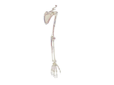 Anatomisk Model: Skelet af Arm med Skulderbælte og Muskler