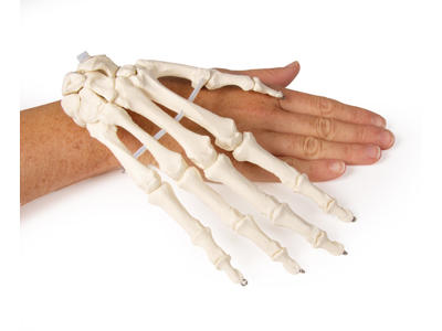 Håndskelet anatomisk model