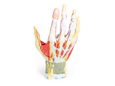 Anatomisk model - Håndens regionale anatomi