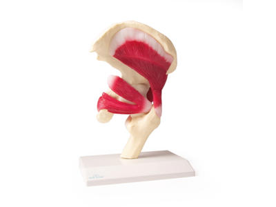 Hofteled, naturlig størrelse med muskler - Anatomisk model